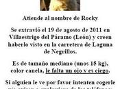 PERRO CIEGO PERDIDO!!!. (Villaestrigo páramo) León.