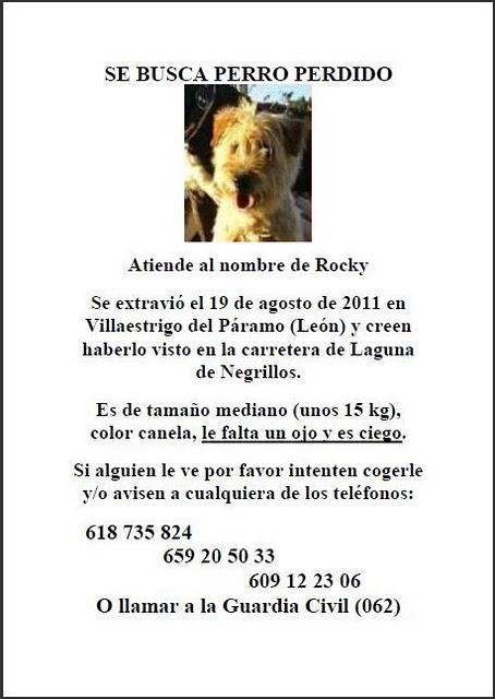 PERRO CIEGO se ha PERDIDO!!!. (Villaestrigo del páramo) León.