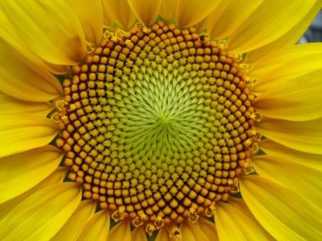 Flor del girasol, 55 espirales en un sentido y 89 en el otro, o bien 89 y 144 respectivamente.