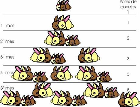 El numero de conejos coincide con cada uno de los términos de la sucesión de Fibonacci.