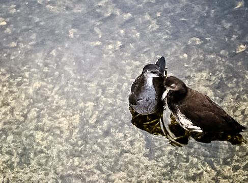 OPI te lo pone fácil.