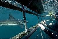 Video: Cuidadito con las jaulas para ver al gran Blanco.