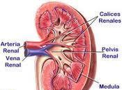 Nueva técnica diagnóstico para enfermedad renal