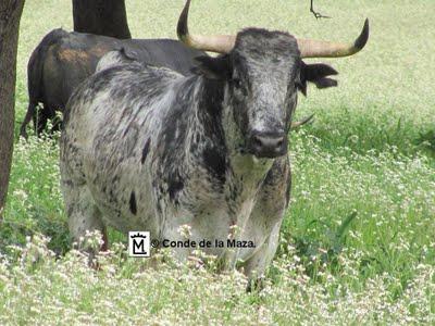 Toros del Conde de la Maza para las Ventas