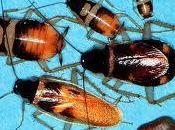 cucarachas consideran causantes asma niños urbanos