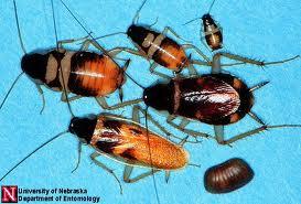 Las cucarachas se consideran causantes de asma en niños urbanos