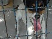 Bodeguerito invisible perrera Jerez nadie fija ¡SACRIFICAN!‏ (Cadiz)