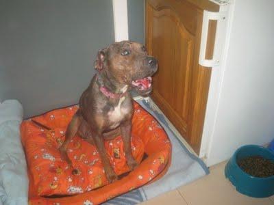 TOLEDO- DIANA, LA PERRITA QUEMADA, BUSCA UN HOGAR.