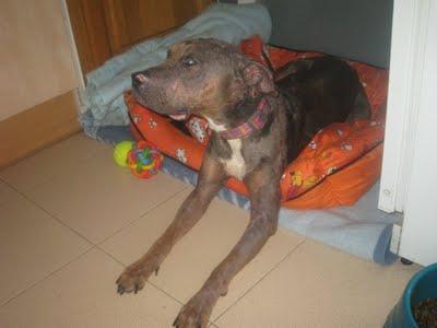 TOLEDO- DIANA, LA PERRITA QUEMADA, BUSCA UN HOGAR.