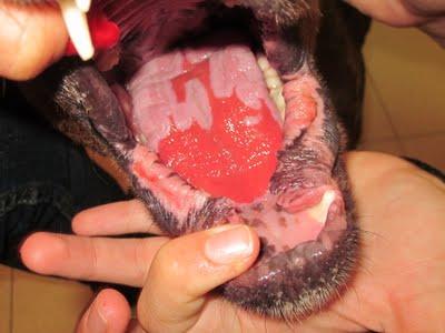 TOLEDO- DIANA, LA PERRITA QUEMADA, BUSCA UN HOGAR.