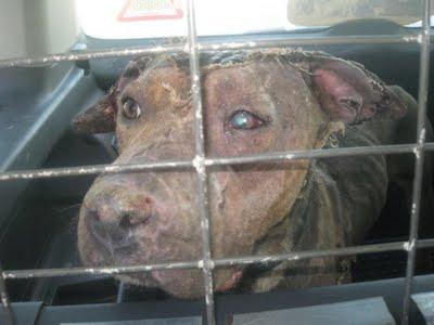 TOLEDO- DIANA, LA PERRITA QUEMADA, BUSCA UN HOGAR.