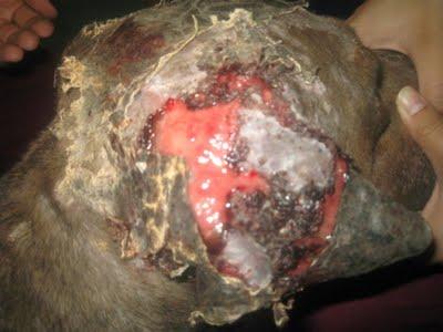 TOLEDO- DIANA, LA PERRITA QUEMADA, BUSCA UN HOGAR.