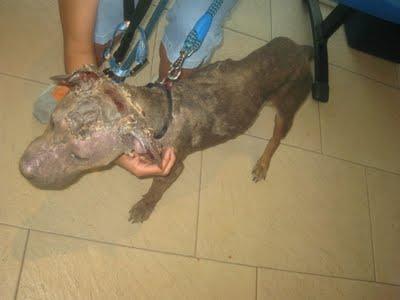 TOLEDO- DIANA, LA PERRITA QUEMADA, BUSCA UN HOGAR.