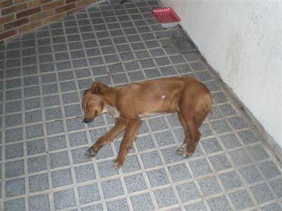 GILBERT y CLARK, 2 cachorros en la calle muertos de sed, heridos y a merced de gamberros. (Córdoba)