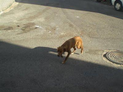 GILBERT y CLARK, 2 cachorros en la calle muertos de sed, heridos y a merced de gamberros. (Córdoba)
