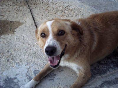 LUCHO EN PERRERA LA RIBERA, MUY URGENTE!! [HUELVA]