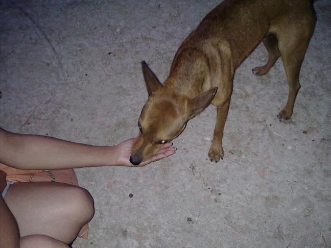 Leo, un mes difundiendolo y aún en la calle.... quizás mañana sea tarde para él