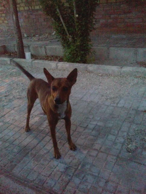 Leo, un mes difundiendolo y aún en la calle.... quizás mañana sea tarde para él