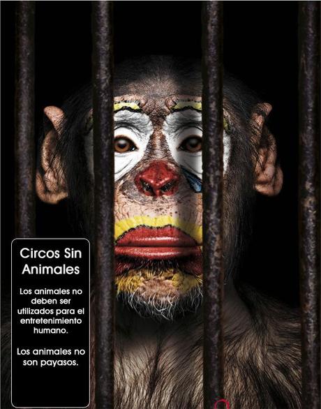 Circos Sin Animales Circos Sin Animales