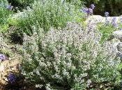 Tomillo: aliado para piel muchos beneficios