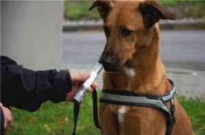 Perros que huelen el cáncer