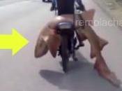 Tiburón pasajero motoconcho (vídeo)