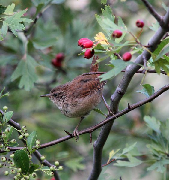 OBSERVANDO AVES DE SALBURUA(VITORIA) AL  BOSQUE DE ORGI(NAVARRA)-OBSERVING BIRDS SALBURUA (VITORIA) A FOREST OF ORGI (NAVARRA)-OBSERVATION D'OISEAUX Salburua (Vitoria) UNE FORÊT DE Orgi (NAVARRA)-