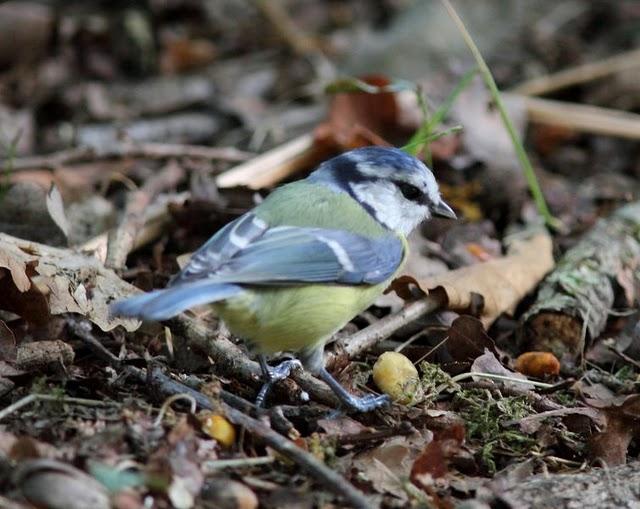 OBSERVANDO AVES DE SALBURUA(VITORIA) AL  BOSQUE DE ORGI(NAVARRA)-OBSERVING BIRDS SALBURUA (VITORIA) A FOREST OF ORGI (NAVARRA)-OBSERVATION D'OISEAUX Salburua (Vitoria) UNE FORÊT DE Orgi (NAVARRA)-