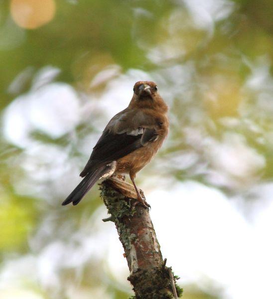 OBSERVANDO AVES DE SALBURUA(VITORIA) AL  BOSQUE DE ORGI(NAVARRA)-OBSERVING BIRDS SALBURUA (VITORIA) A FOREST OF ORGI (NAVARRA)-OBSERVATION D'OISEAUX Salburua (Vitoria) UNE FORÊT DE Orgi (NAVARRA)-