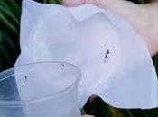 Ensayan mosquitos modificados laboratorios para erradicar dengue