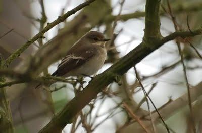 Papamoscas cerrojillo, migrante transahariano