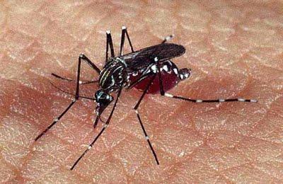 Descubren bacteria evita contagio del dengue