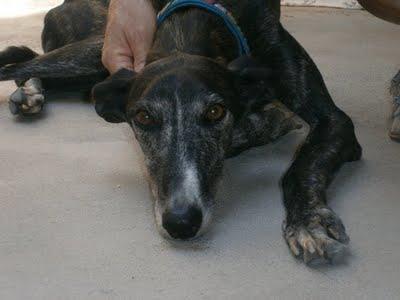 LA GALGA AGUSTINA, LA POBRECITA HA SIDO ABANDONADA CRUELMENTE. URGENTE!!