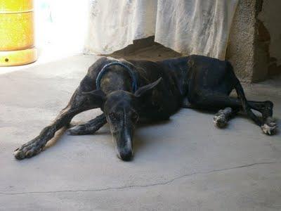 LA GALGA AGUSTINA, LA POBRECITA HA SIDO ABANDONADA CRUELMENTE. URGENTE!!