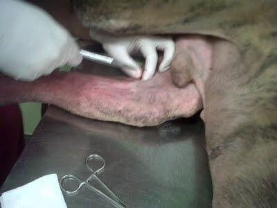 Pena es lo que siento!!! Lute galgo en Sevilla.