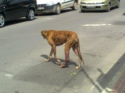 Pena es lo que siento!!! Lute galgo en Sevilla.