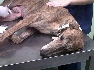 Pena es lo que siento!!! Lute galgo en Sevilla.