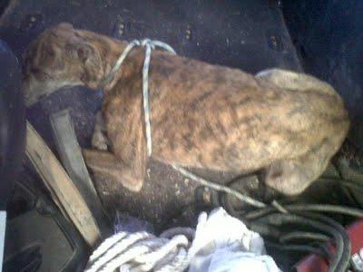 Pena es lo que siento!!! Lute galgo en Sevilla.