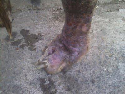 Pena es lo que siento!!! Lute galgo en Sevilla.