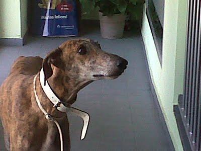 Pena es lo que siento!!! Lute galgo en Sevilla.