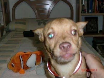 (MURCIA) HACHIKO CRUCE DE RATONERO, cieguito de un ojo en adopcion.