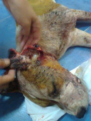 NECESITAMOS CASA DE ACOGIDA URGENTE: maltrato animal en Alzira!!!
