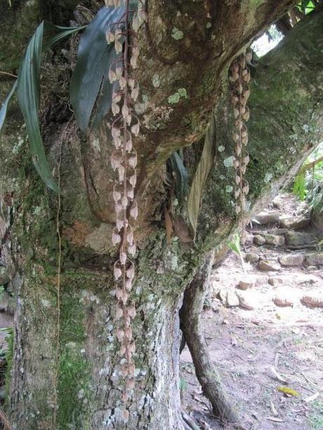 VISITANDO WAKANKI : EL REINO DE LAS ORQUIDEAS