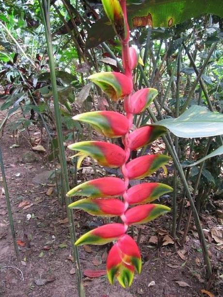 VISITANDO WAKANKI : EL REINO DE LAS ORQUIDEAS