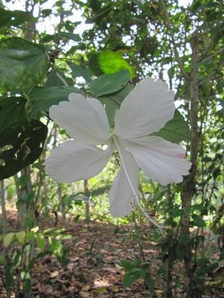 VISITANDO WAKANKI : EL REINO DE LAS ORQUIDEAS