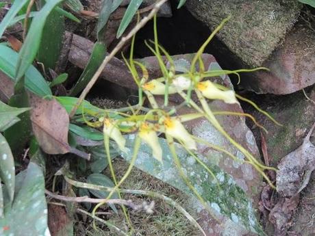 VISITANDO WAKANKI : EL REINO DE LAS ORQUIDEAS