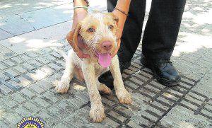 RESCATAN A UN CACHORRO AGONIZANTE DE UN COCHE EN CASTELLÓN