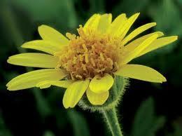 Usos medicinales del árnica