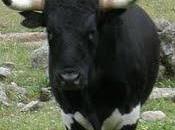 Hermanos Quintas, casta Jijona