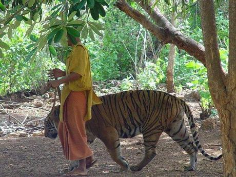 El templo de los tigres, Tailandia